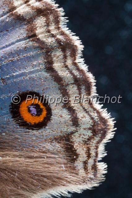 aile junonia orithya.JPG - Aile de Junonia orithyaBlue PansyLepidoptera, NymphalidaeSri Lanka